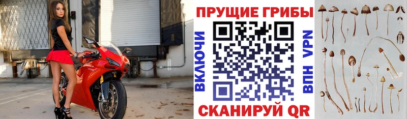 Псилоцибиновые грибы MAGIC MUSHROOMS  blacksprut как зайти  Алдан  магазин продажи наркотиков 